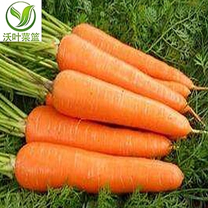 胡蘿卜（500g）